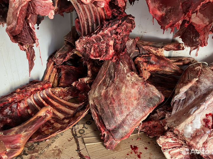 Мясо говядина для собак