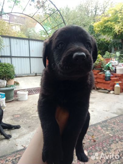 Отдаю щенков Лабрадора в добрые руки