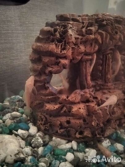 Сомики анцитрусы