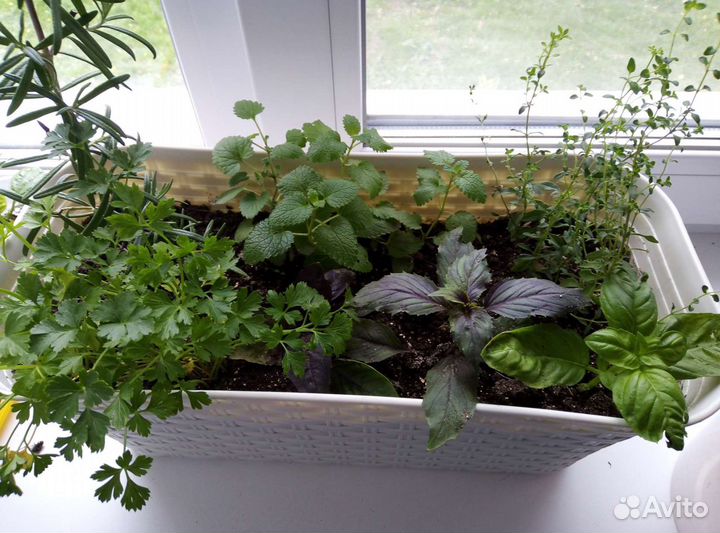 Пряные травы/ящик с пряными травами