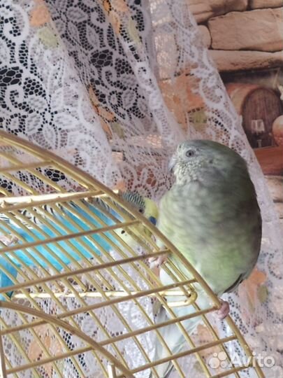 Попугаи певчие