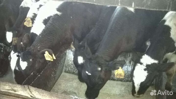 Бычки для откорма