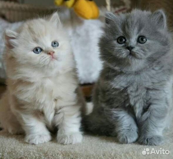 Шотландская