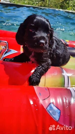 Щенки Кокер Спаниель