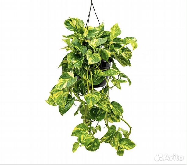 Сциндапсус пиннатум вайт