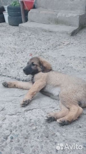 Отдам щенка в хорошие руки