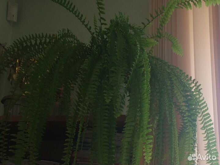 Папоротник нефролепис