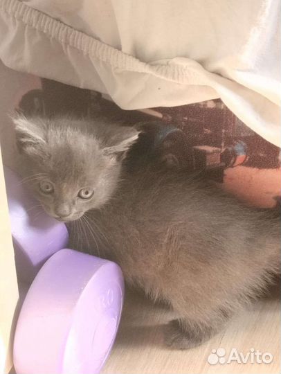 Отдам котенка в добрые руки