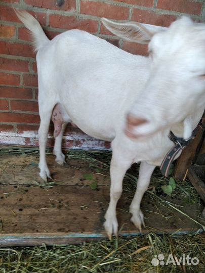 Козы дойные зааненская и кубанская