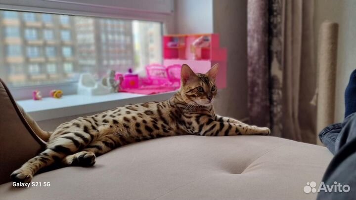 Котенок Бенгал