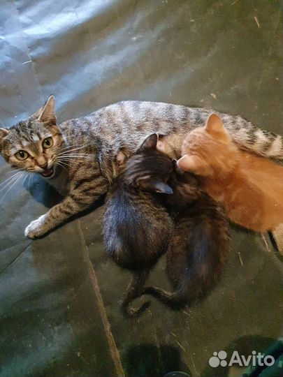 Отдам в добрые руки котят