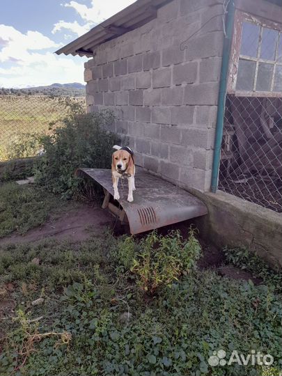 Щенки бигль