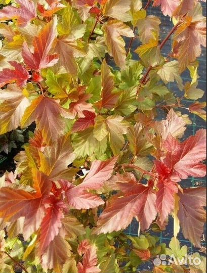 Пузыреплодник калинолистный Amber Jubilee (Эмбер