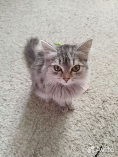 Котёнок кошечка(красавица)
