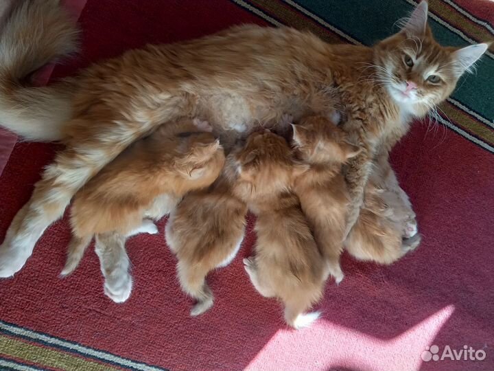 Котята Мейн-кун помесь