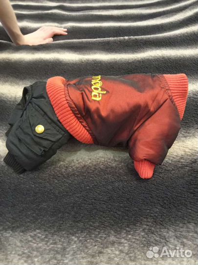 Одежда для собак