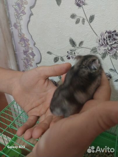 Джунгарский хомяк