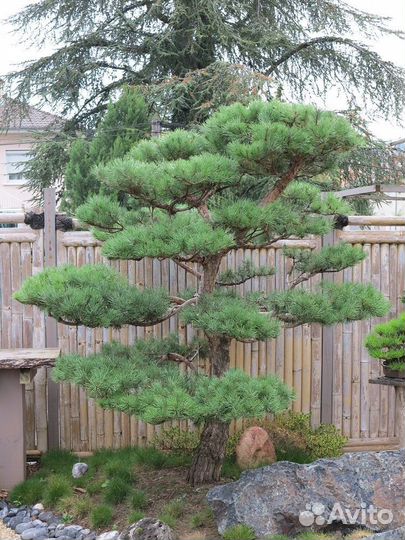 Кедр Сибирский и Корейский для Бонсай и Ниваки 4г