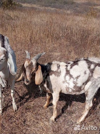 Англо нубийский козлик