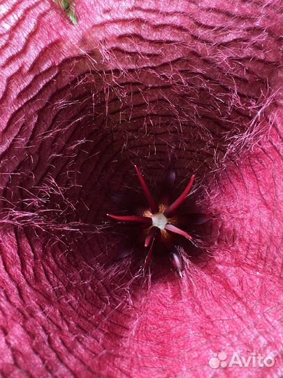 Стапелия и Драцена