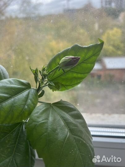 Гибискус красный махровый