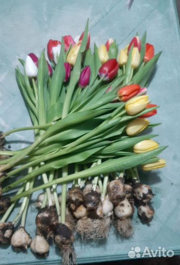 Тюльпаны к 8 марта оптом и в розницу