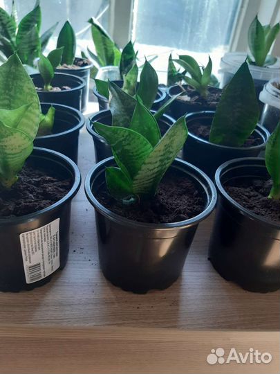 Сансевиерия