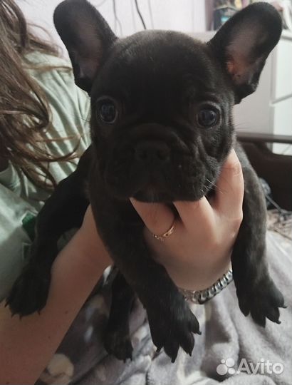 Французский бульдог