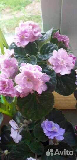 Сортовые фиалки