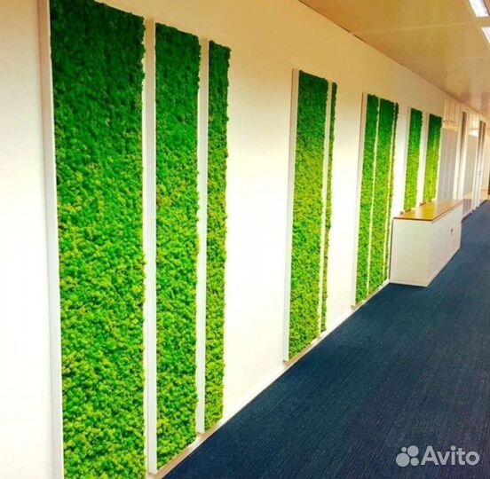 Стабилизированный мох