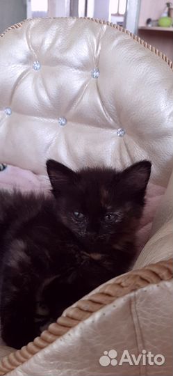 Черный котенок