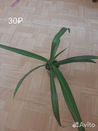 Цветы домашние в горшках