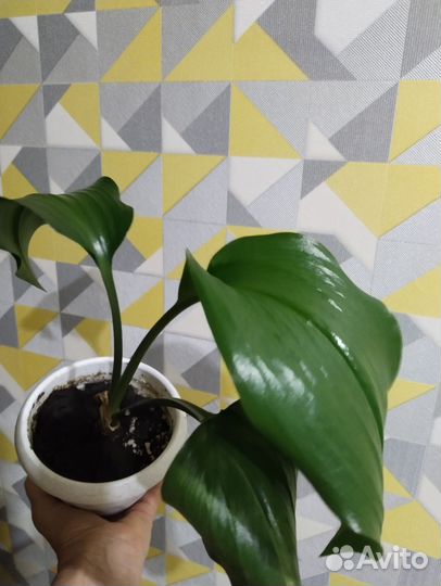 Эухарис амазонская лилия