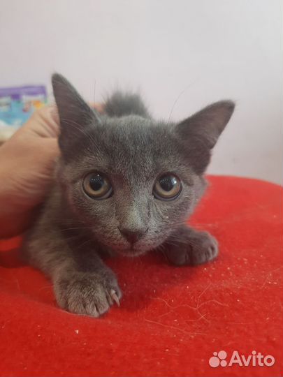 Котенок девочка