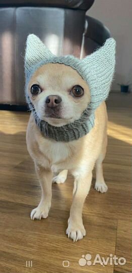 Шапочки для кошек и собак мелких пород