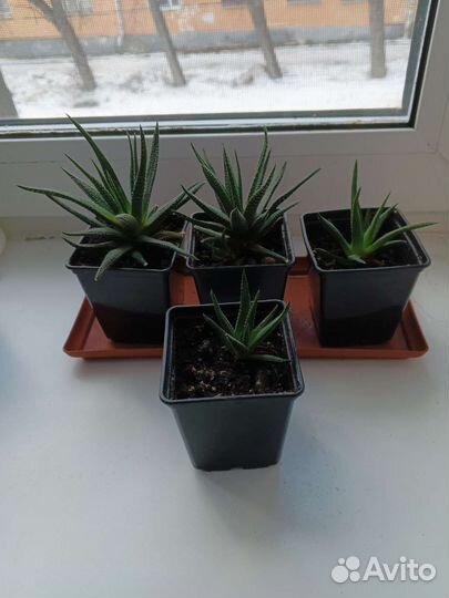 Хавортия (декоративное алоэ)