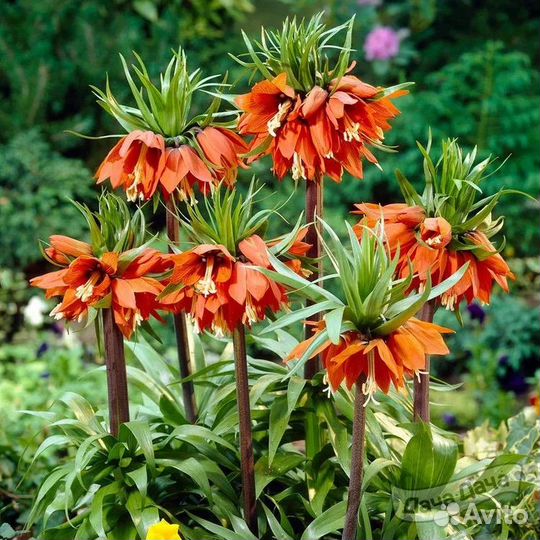 Рябчик императорский,луковицы