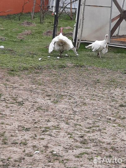 Инкубационное яйцо индейки и кур