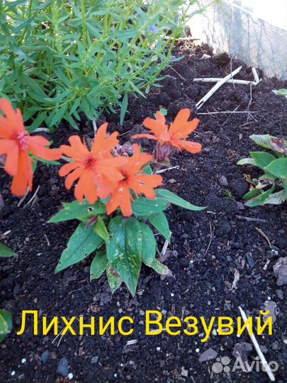 Многолетние