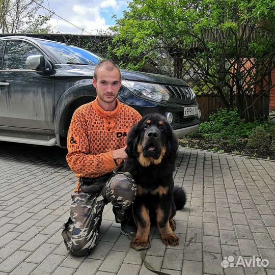 Дрессировка, передержка