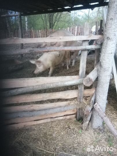 Хряк ландрс на случку