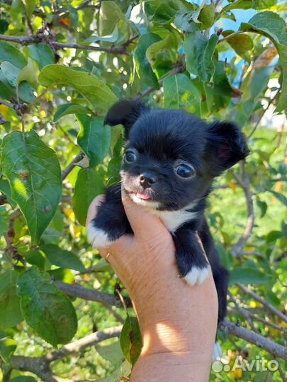 Щенки чихуахуа мини