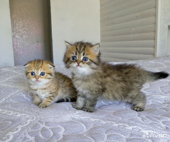 Шотландские котята