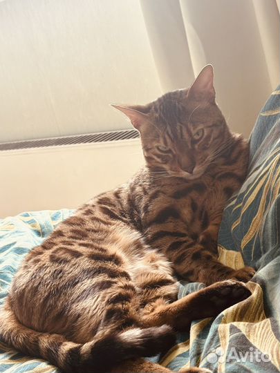 Передержка домашних животных