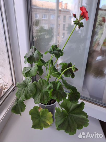 Пеларгония герань Найт Скарлет