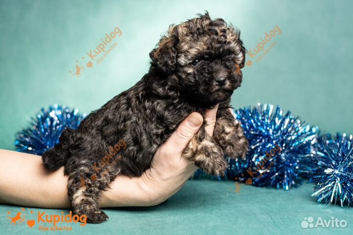 Русская цветная болонка