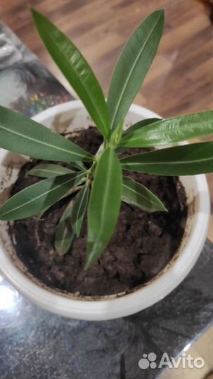 Олеандр розовый