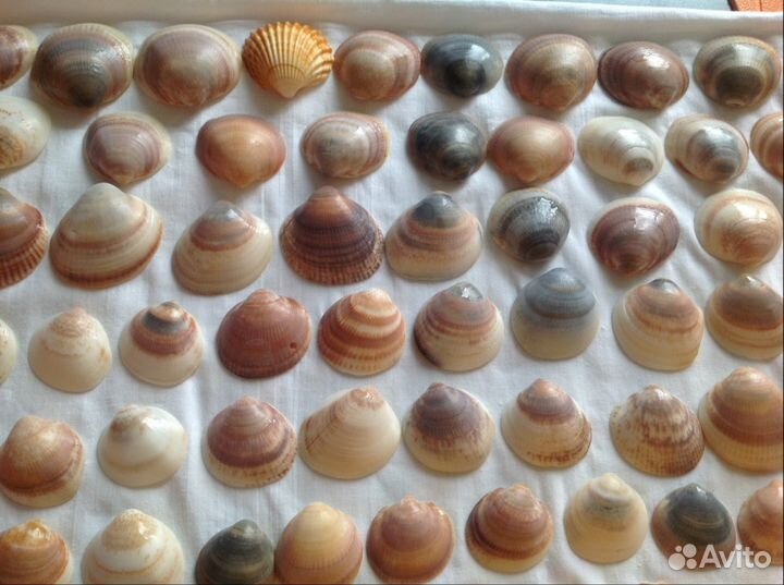 84 ракушки и камни