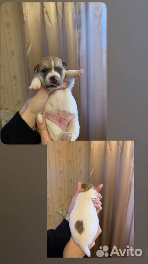 Щенки джек рассел терьер гладкошерстный