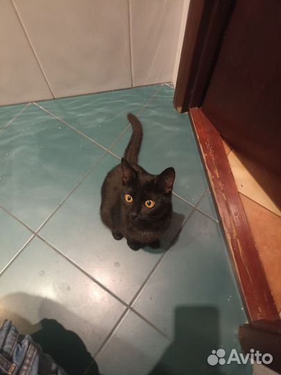 Котенок девочка в добрые руки